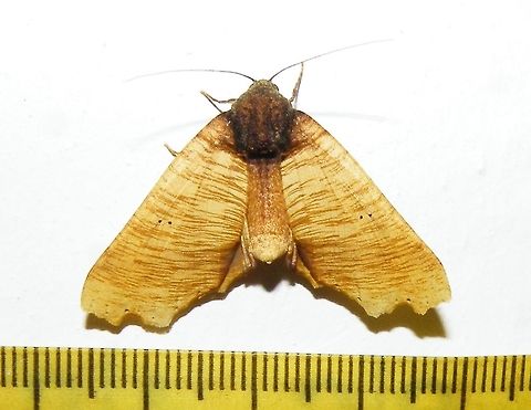 Pero polygonaria (Geometridae) At Reserva Natural Guadualito, Montenegro, Quindío, Colombia (1200 m elevation) Pero polygonaria