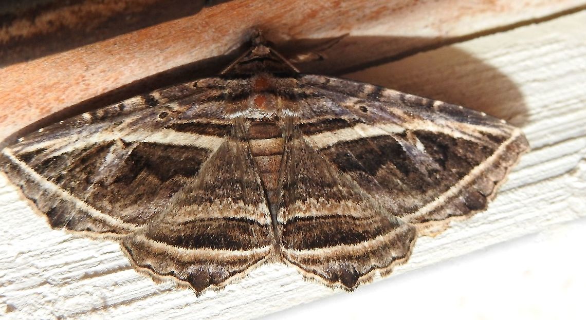 Peteroma jonesi (Erebidae: Catocalinae) At Reserva Natural Guadualito, Montenegro, Quind&iacute;o, Colombia (1200 m elevation) Peteroma jonesi