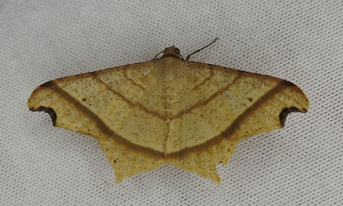 Macaria triplicaria (Geometridae: Ennominae) At Reserva Natural Guadualito, Montenegro, Quind&iacute;o, Colombia (1200 m elevation) Macaria triplicaria
