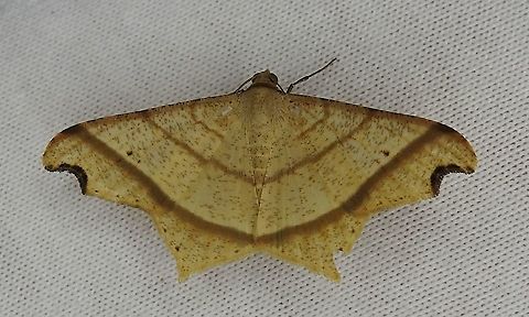 Macaria triplicaria (Geometridae: Ennominae) At Reserva Natural Guadualito, Montenegro, Quindío, Colombia (1200 m elevation) Macaria triplicaria