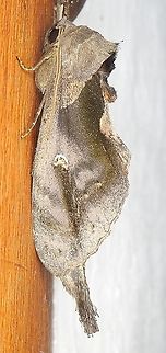 Crinodes ritsemae (Notodontidae: Dudusinae) At Reserva Natural Guadualito, Montenegro, Quindío, Colombia (1200 m elevation) Colombia,Crinodes ritsemae,Geotagged,Summer