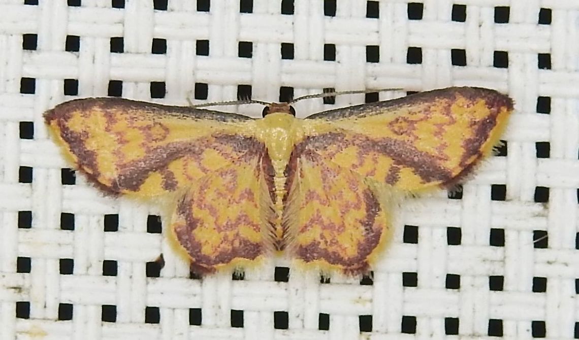 Tricentrogyna sp. (Geometridae: Sterrhinae) At Reserva Natural Guadualito, Montenegro, Quind&iacute;o, Colombia (1200 m elevation) Colombia,Geotagged,Spring
