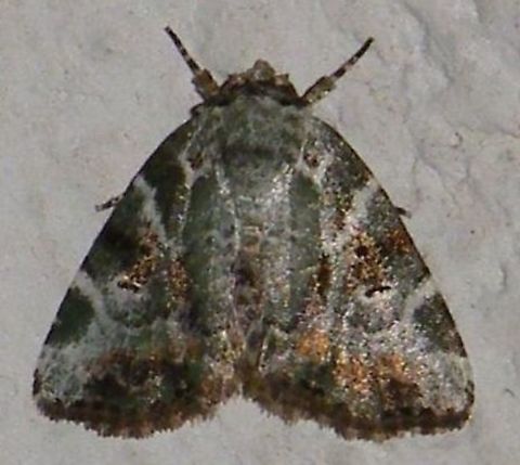 Chytonix elegans (Noctuidae: Noctuinae) At Reserva Natural Guadualito, Montenegro, Quindío, Colombia (1200 m elevation) Chytonix elegans