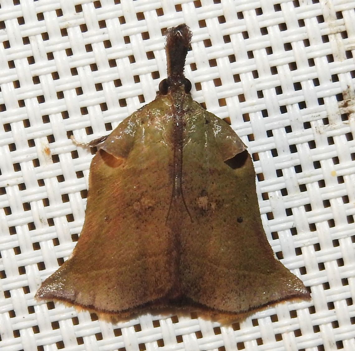 Casuaria armata (male) (Pyralidae: Chrysauginae) At Reserva Natural Guadualito, Montenegro, Quind&iacute;o, Colombia (1200 m elevation) Casuaria armata