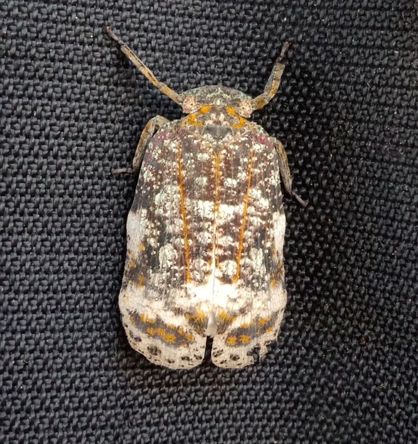 Eurybrachidae (further ID help appreciated)  Bangalore,Bugs,Eurybrachidae,Geotagged,India,Macro,entomology,nature,planthopper