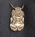 Eurybrachidae (further ID help appreciated)  Bangalore,Bugs,Eurybrachidae,Geotagged,India,Macro,entomology,nature,planthopper