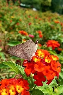 Orienral Red Flash  Common Red Flash,Geotagged,India,Rapala iarbus