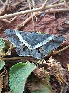 Chiasmia eleonora Don't know much about moths, but this one caught my eye!  Geotagged,India,Semiothisa eleonora