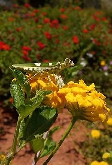 Flower Mantis  Creobroter pictipennis,Geotagged,India,Indian flower mantis