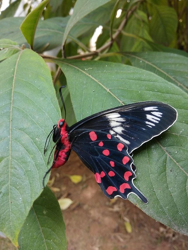 Crimson Rose  Butterfly,Crimson Rose,Fall,Forest,Geotagged,India,Insects,Macro,Pachliopta hector,eno,nature,wildlife photography
