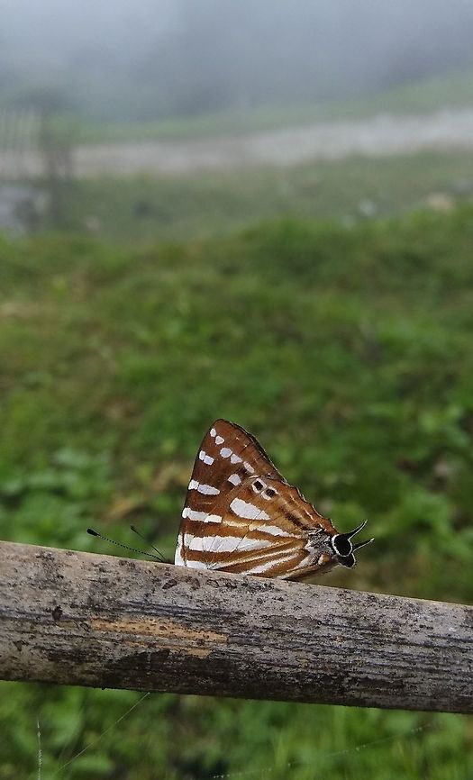 Tailed Punch  Butterfly,Dodona adonira,Dodona eugenes,Geotagged,India,Punch,Striped Punch,colour,nature,striped,wildlife
