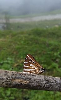 Tailed Punch  Butterfly,Dodona adonira,Dodona eugenes,Geotagged,India,Punch,Striped Punch,colour,nature,striped,wildlife