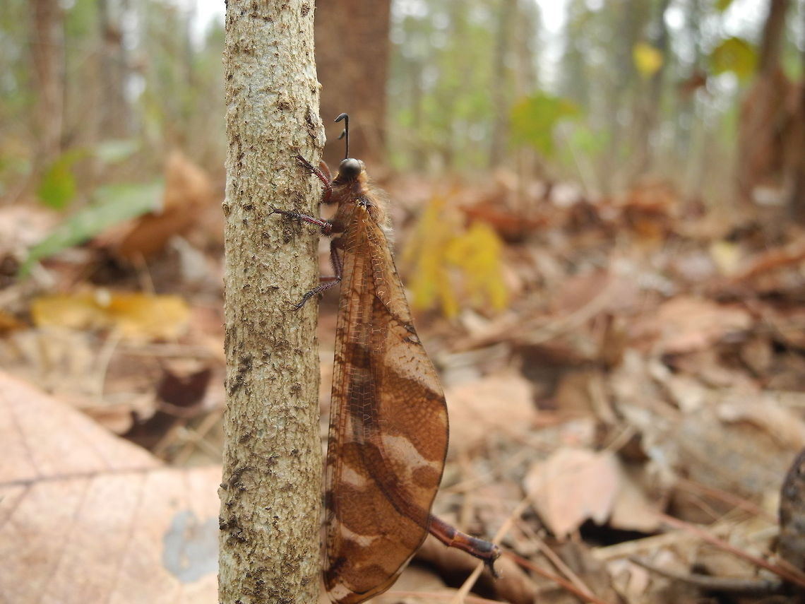 Antlion  Distoleon tetragrammicus