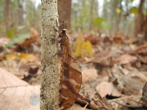 Antlion  Distoleon tetragrammicus
