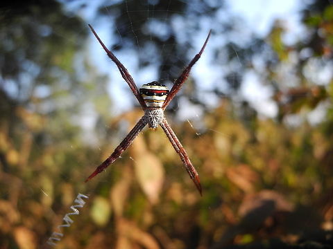 Signature Spider  Argiope anasuja,Signature Spider