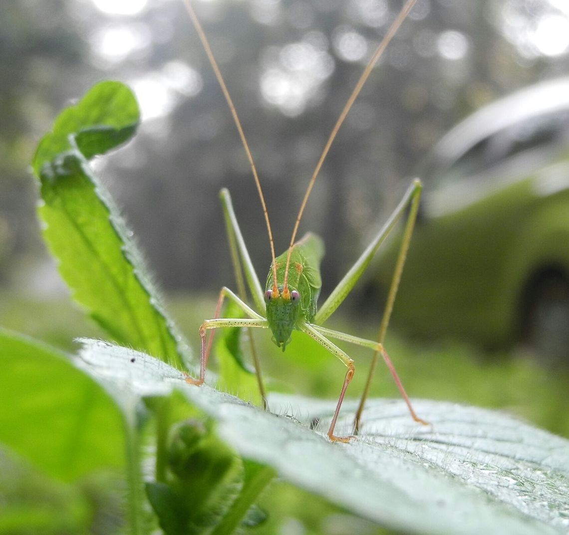 Katydid (Bush Cricket)