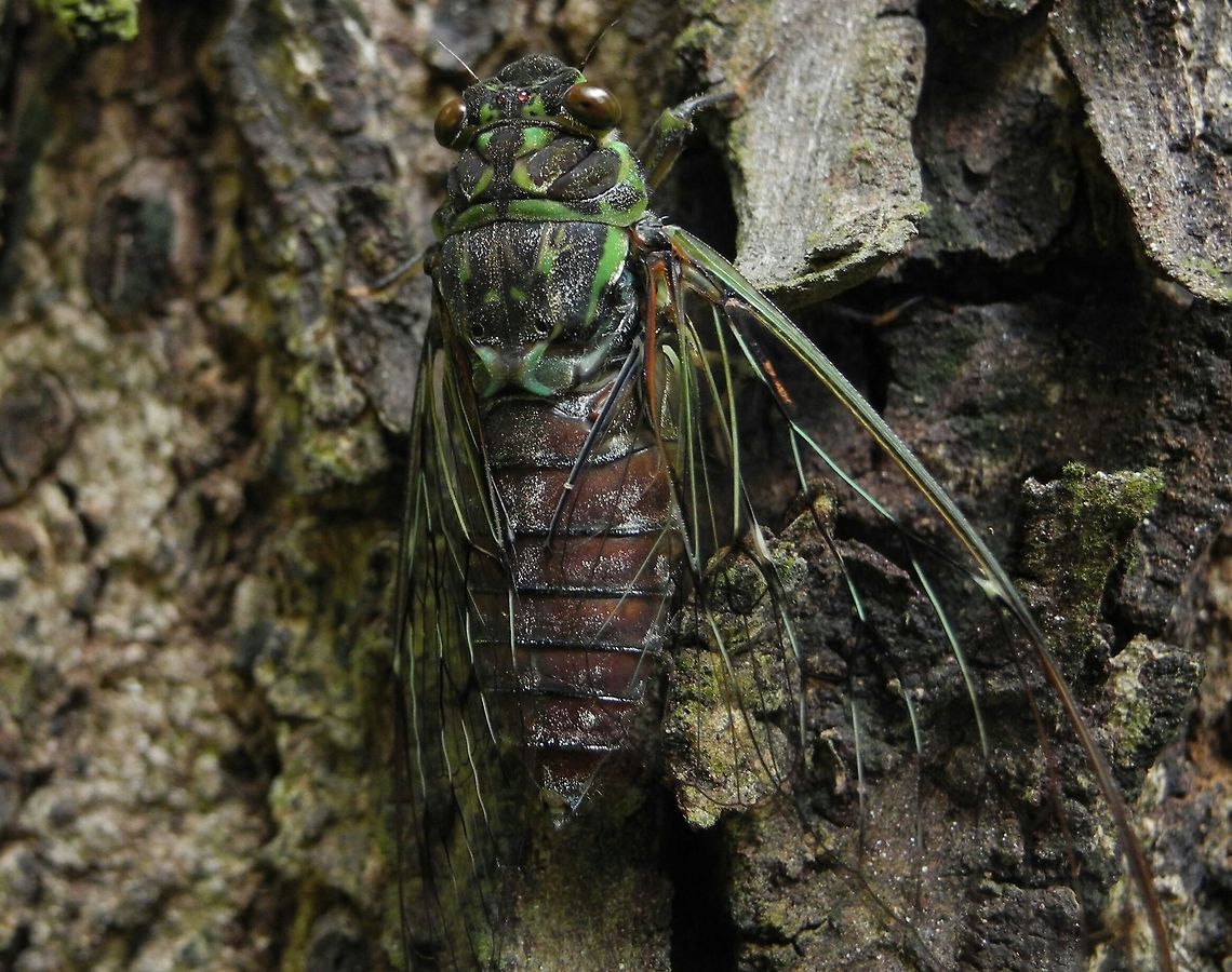 Cicada  Geotagged,India