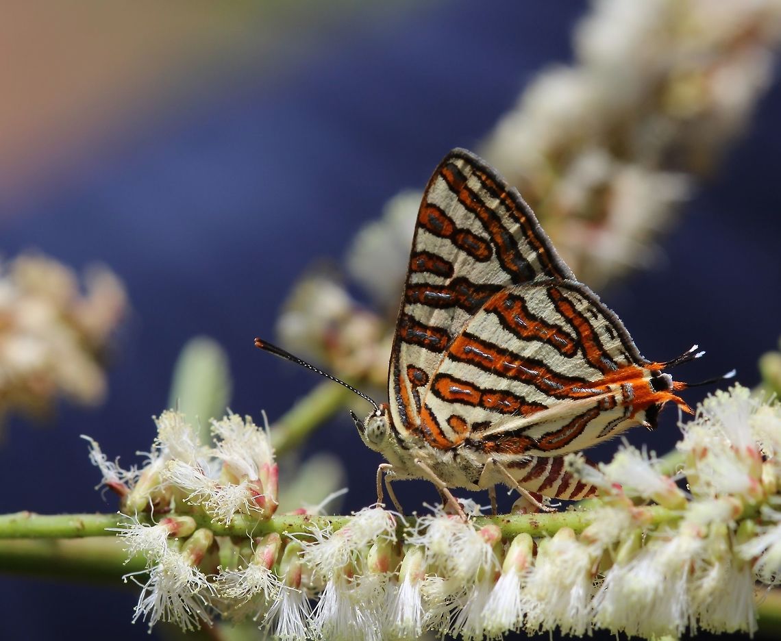 Common Silverline  Cigaritis vulcanus,Common Silverline