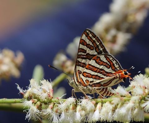 Common Silverline  Cigaritis vulcanus,Common Silverline