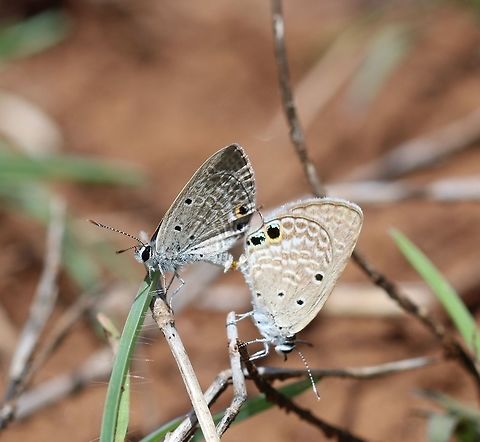 small_cupid  Chilades contracta