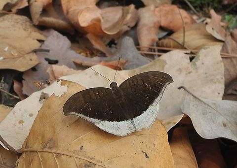 grey_count  Grey count,Tanaecia lepidea