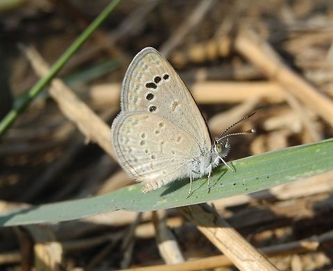 lesser_grass_blue  Lesser grass blue,Zizina otis