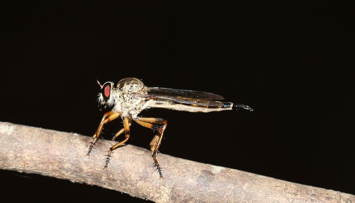 Robberfly