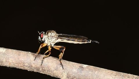 Robberfly
