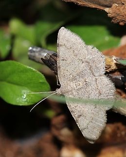 Moth (ID help appreciated)