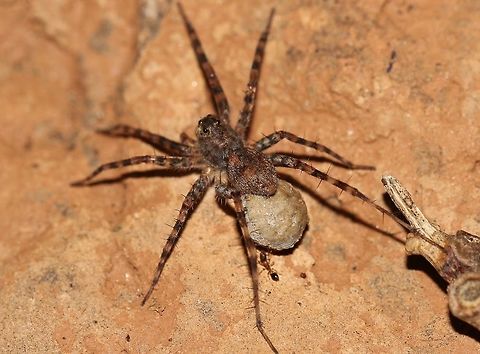 Spider (ID help appreciated)