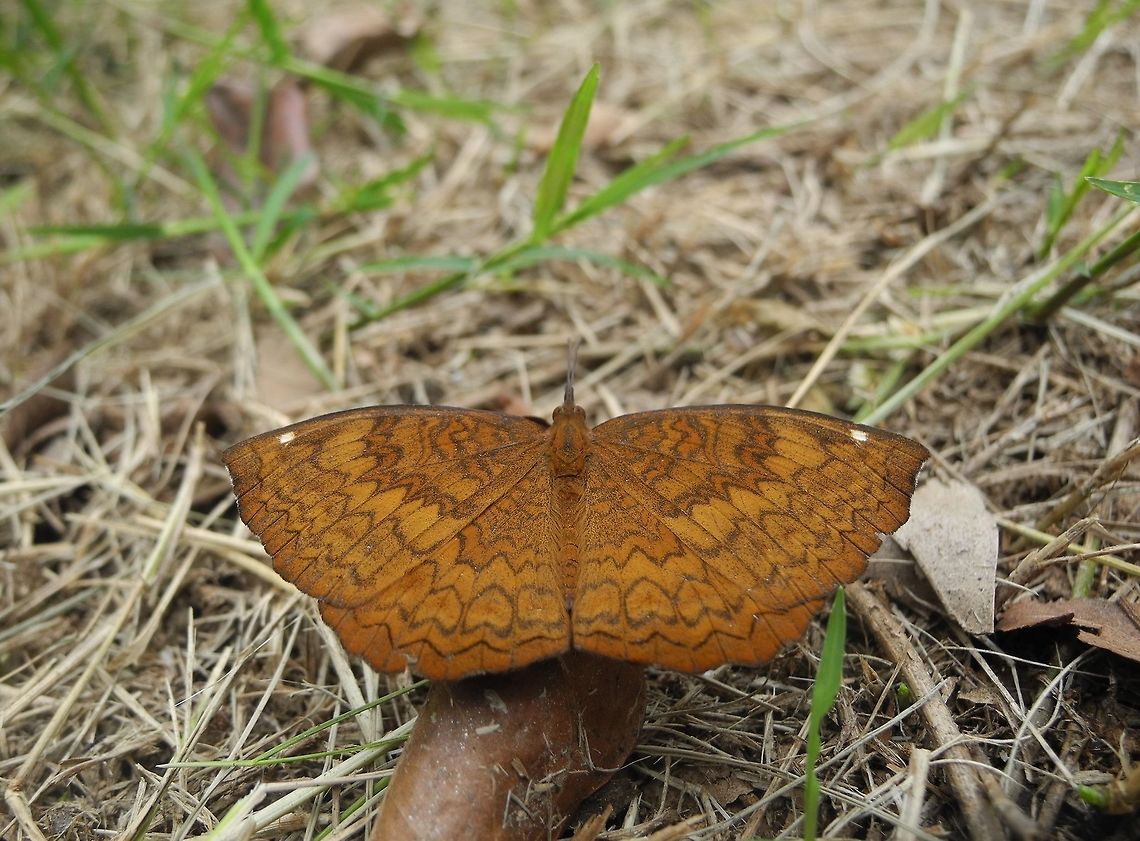 common_castor  Ariadne merione,Common castor