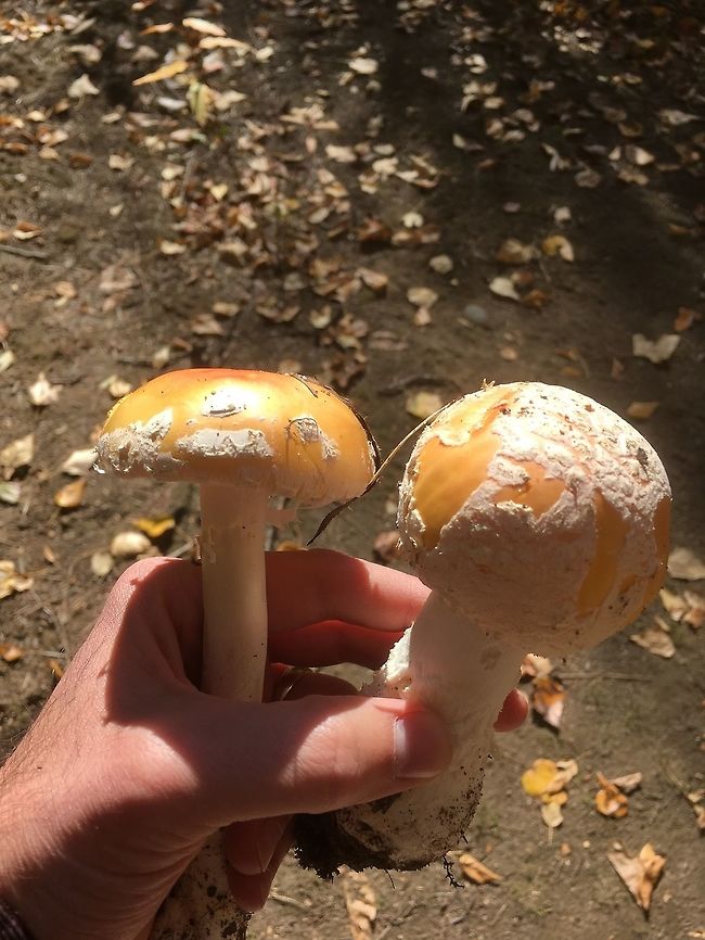Amanita muscaria subsp. flavivolvata (Central Washington) These specimens were found in October of last year (2018) in Central Washington under Cottonwood. Amanita muscaria subsp. flavivolva,Amanita muscaria subsp. flavivolvata,Fall,Geotagged,United States