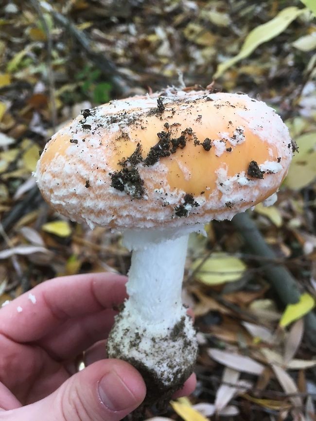 Amanita muscaria subsp. flavivolvata (Central Washington) Found in autumn under cottonwoods in Central Washington. Amanita muscaria subsp. flavivolva,Amanita muscaria subsp. flavivolvata,Fall,Geotagged,United States