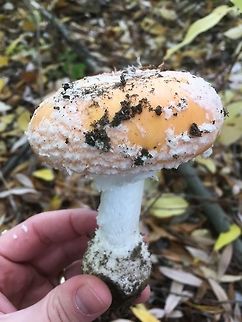 Amanita muscaria subsp. flavivolvata (Central Washington) Found in autumn under cottonwoods in Central Washington. Amanita muscaria subsp. flavivolva,Amanita muscaria subsp. flavivolvata,Fall,Geotagged,United States
