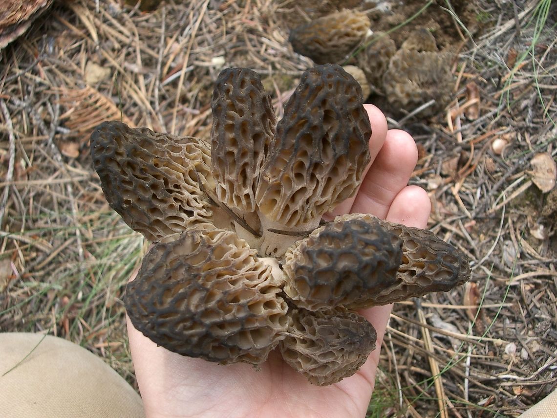 Morel Family (Central Oregon)  Geotagged,Morchella esculenta,Spring,United States