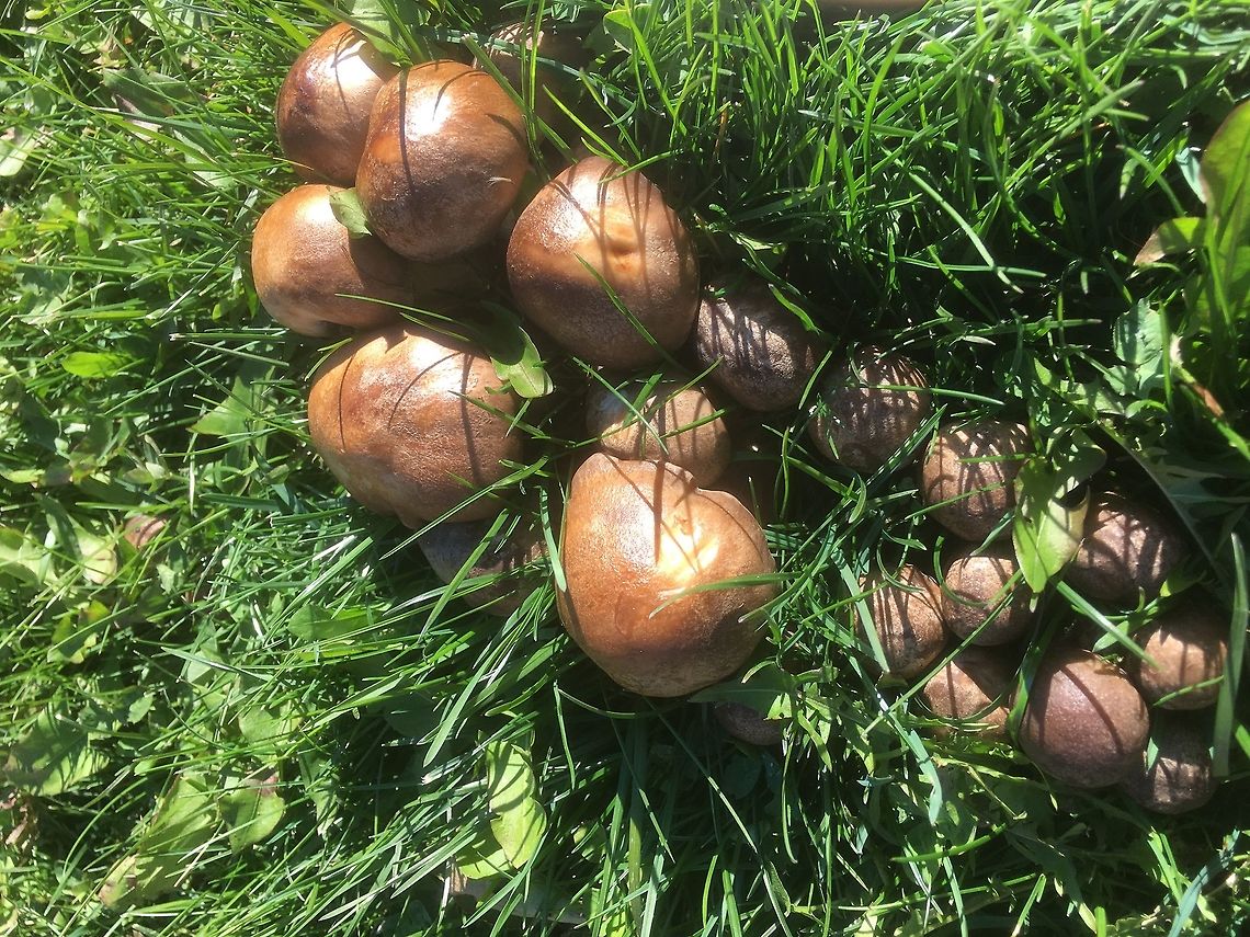 Fried Chicken Mushroom (Central Washington) Found this cluster in my backyard. It was the first time this species fruited in my yard after over 5 years living in the same place. Fall,Geotagged,Lyophyllum decastes,United States