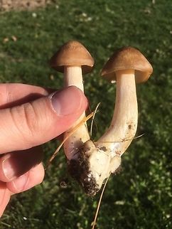 Fried Chicken Mushroom (Central Washington)  Fall,Geotagged,Lyophyllum decastes,United States