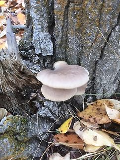 Oysters on Cottonwood (Central Washington)  Fall,Geotagged,Oyster mushroom,Pleurotus ostreatus,United States