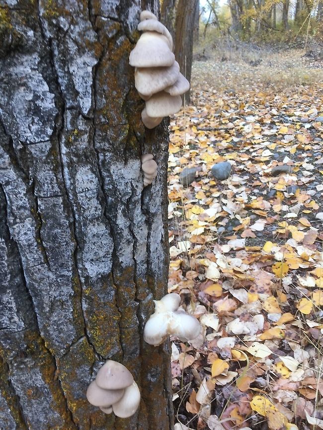 Oysters on Cottonwood (Central Washington)  Fall,Geotagged,Oyster mushroom,Pleurotus ostreatus,United States