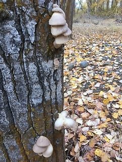 Oysters on Cottonwood (Central Washington)  Fall,Geotagged,Oyster mushroom,Pleurotus ostreatus,United States