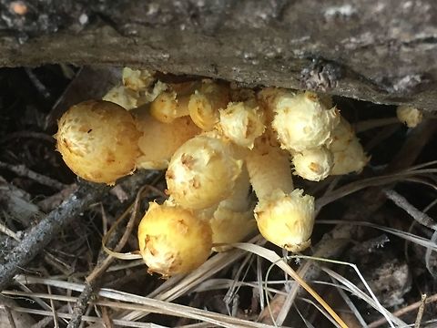 Pholiota sp. (Central Washington) Unsure of exact species. Any suggestions? Fall,Geotagged,Pholiota sp.,Pholiota squarrosa,United States