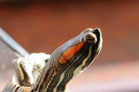 Red-eared slider closeup  Red-eared slider,Trachemys scripta elegans