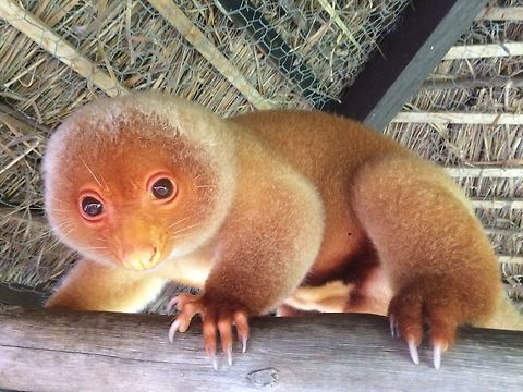 Common Spotted Cuscus - Spilocuscus maculatus What I think I have here is a Phalanger Cuscus. Exactly which kind, I am not sure. This one comes from madang province in Papua New Guinea. I live in the highlands of Papua New Guinea. She eats many different kinds of leaves, peanuts, bananas, bread fruit leaves, rubber tree leaves. It also eats the blossoms from a banana tree. One of the unique features about them is that they have two opposable fingers on their front hands. Common spotted cuscus,Cuscus,Spilocuscus maculatus