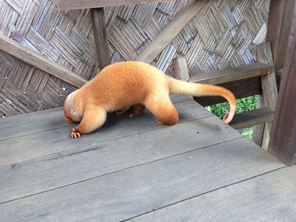 Common Spotted Cuscus - Spilocuscus maculatus <br />
What I think I have here is a Phalanger Cuscus. Exactly which kind, I am not sure. This one comes from madang province in Papua New Guinea. I live in the highlands of Papua New Guinea. She eats many different kinds of leaves, peanuts, bananas, bread fruit leaves, rubber tree leaves. It also eats the blossoms from a banana tree. One of the unique features about them is that they have two opposable fingers on their front hands. Common spotted cuscus,Spilocuscus maculatus