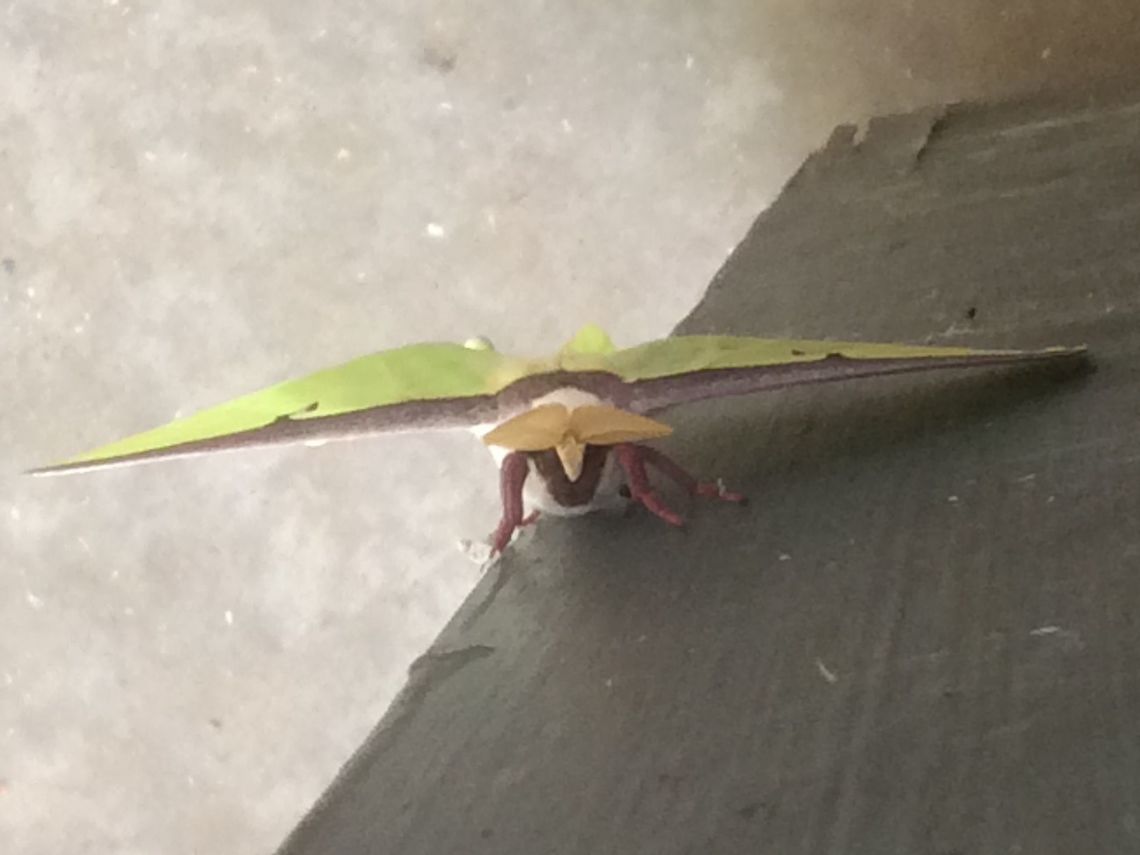 Actias Luna Although I am in Papua New Guinea, since it is moth week I&#039;m posting this picture of a Luna Moth taken in North Carolina.  Actias Luna,Actias luna,Luna Moth