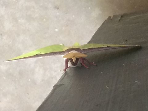 Actias Luna Although I am in Papua New Guinea, since it is moth week I'm posting this picture of a Luna Moth taken in North Carolina.  Actias Luna,Actias luna,Luna Moth