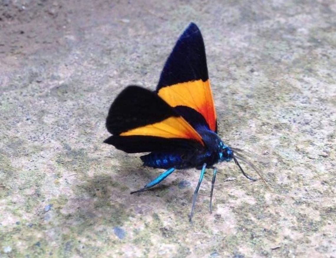 Papua New Guinea Dung Moth Photo taken in the Eastern Highlands of Papua New Guinea. I found very little information about this moth or if it even is a Dung Moth. Any help is welcome! Milionia aetheria