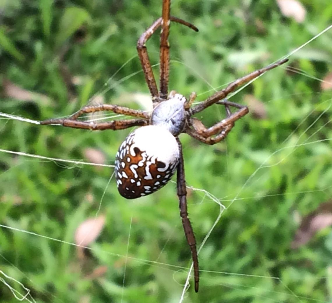 New Guinea Tent Spider I shot this Cyrtophora moluccensis in Aiyura, Papua New Guinea. My Papua New Guinean friend commented that it looks like a mask on its bum. They are beautiful but they string their giant webs high in the air with many other spiders. Kinda creepy when you get underneath them. <br />
 Cyrtophora moluccensis,Dome Tent Spider