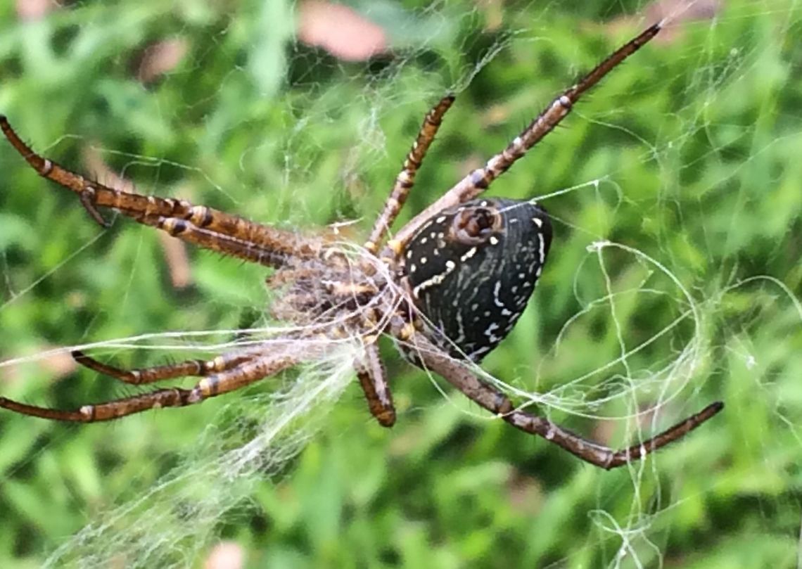 Cyrtophora moluccensis  Cyrtophora,Cyrtophora moluccensis,Dome Tent Spider