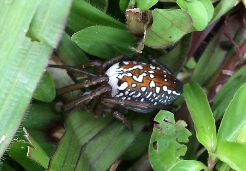 Cyrtophora moluccensis  Cyrtophora moluccensis,Dome Tent Spider